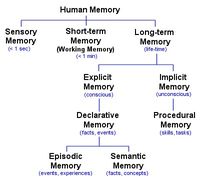 Human Memory