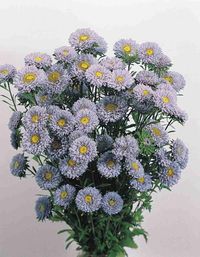 Aster Matsumoto Azure