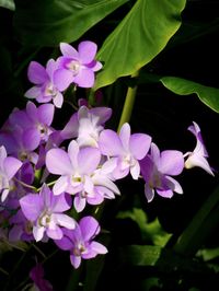 Dendrobium Orchids | Photographed in Honolulu, Hawaii. | Hawai'i Naturalist | Flickr