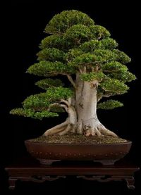 Massive bonsai tree trunk