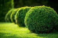 Growing Guide: How to Grow Japanese Boxwood - Garden Lovers Club