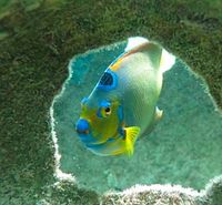 Mermaid Reef - The Abacos in The Bahamas