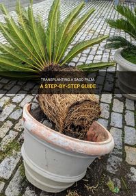 How to transplant a sago palm | ShunCy - Love the green