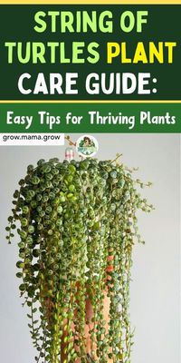 Discover the ultimate String of Turtles plant care guide on Simplify Plants. Learn easy tips for thriving plants, including watering, sunlight, and soil requirements. Find expert advice and tips for healthy indoor houseplants. #StringofTurtles #PlantCare #HouseplantTips