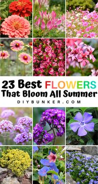 23 Beautiful Annual Flowers That Bloom All Summer