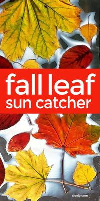 A lovely fall leaf craft for kids, these gorgeous fall leaf sun catchers to stick on classroom or homeschool windows are a wonderful way to explore fall colours and leaves with children. #fallcraftsforkids #fallcrafts #leafcraftsforkids #leafcrafts #autumncrafts #autumncraftsforkids #fallkidscrafts