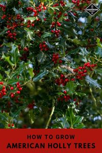 Do you enjoy holly trees during the holidays? The fruit remains on the trees through the winter and is attractive to wildlife and birds, although it is toxic to humans. Learn more about growing American holly trees. #gardeningchannel #gardening #growingholly