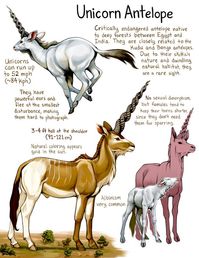 (99+) My take on unicorns! I'd really love to make a mythical creature field guide someday, since the Spiderwick Field Guide is what... – @lylahammar no Tumblr