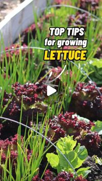 Jamie Walton | Nettles & Petals on Instagram: "Top Tips for Growing Great Lettuce! 🥬🔝

I have lettuce growing in the vegetable garden here year round and as it’s really easy to grow, but expensive to buy, I though I’d share me top tips to maximise success! 🥬

Lettuce seed is very small so I just sprinkle them into an open seed tray in rows, as I’m usually sowing multiple varieties, but you could just use a pot. 

They don’t like to be buried deep, so I then just add a very small amount of fine seed compost or vermiculite, and then water well. 💦

Place them somewhere cool, but frost free to germinate ideally around 15oC, they don’t want to be too warm when germinating, so don’t use a heat mat. 🥵🌱

Once they have germinated, I prick them out and add them to their own module or pot, thi