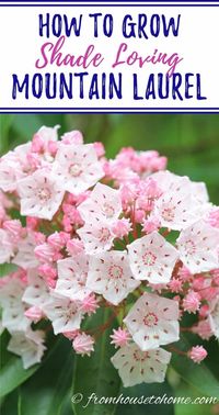 These tips on growing Mountain Laurel are the BEST!! I love that this shade loving shrub (Kalmia latifolia) is evergreen and has beautiful flowers. Now that I know how to care for it, I'm definitely adding one to my shade garden. Click through to learn more. #fromhousetohome #gardeningtips #shadeplants #gardenideas #mountainlaurel #plants #shadelovingshrubs #shadeperennials