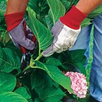 Free Plants!! • Tips and How-To's on propagating plants! Including from 'this old house', a great tutorial on propagating hydrangeas!