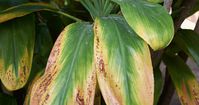 Everything you need to know about Cordyline