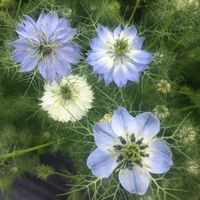 Nigella - Love in the Mist Spring Flower