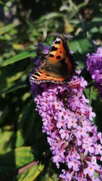 Butterfly battles the wind