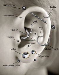 In case you need a helpful diagram of which piercings are which.