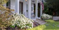 Stunning new hydrangea paniculata from Southern Living is more compact and its sturdy, upright branches support large, pillow-like, white blooms. Dazzles as a cut flower or in mass planting.