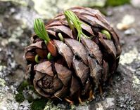 Dishfunctional Designs: DIY Pine Cone Bonsai - How To Make A Pine Cone Bonsai