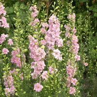 Larkspur Seeds - QIS Light Pink | Flower Seeds in Packets & Bulk | Eden Brothers