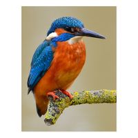 Perching Kingfisher Postcard Gender: unisex. Age Group: adult.