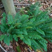 Christmas Fern, Polystichum | American Meadows