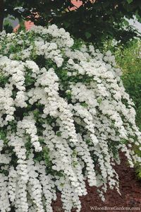 Buy Van Houtte Spirea | FREE SHIPPING | 3 Gallon | Wilson Bros Gardens