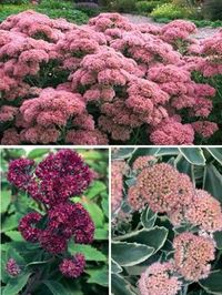 Sedum Collection Tall