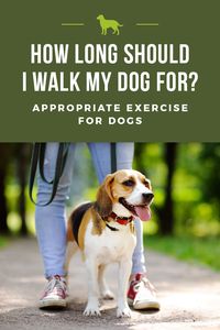 How long should I walk my dog for?