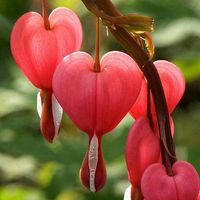 The Most Beautiful Bleeding Hearts Flower | Bleeding Heart flowers. The name is poetic and the flowers are as ...