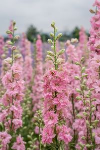 Field of colourful delphinium flowers in Wick, Pershore, Worcestershire, UK.