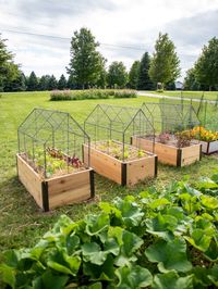 Innovative chicken wire crop cage covers a 2' x 4' bed with plants up to 28" tall. Lift off for weeding or harvesting. Heavy-gauge wire for years of use.