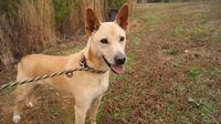 BRUCE - Barrow County adopted January 2016 Carolina Dog Mix