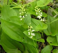 Oravanmarja - Maianthemum bifolium