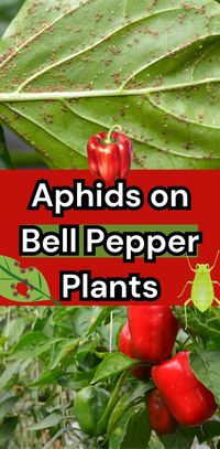 Aphids on Bell Pepper Plants: Identification, Prevention, and Control