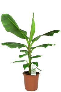 Musa Dwarf Cavendish kamerplant van 105 cm kopen? - 123planten.nl