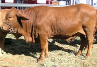 droughtmaster cattle, about droughtmaster cattle, droughtmaster cattle breed, droughtmaster cattle breed info, droughtmaster cattle breed facts, droughtmaster cattle behavior, droughtmaster cattle care, droughtmaster cattle color, caring droughtmaster cattle, droughtmaster cattle characteristics, droughtmaster cattle facts, droughtmaster cattle for milk, droughtmaster cattle for meat, droughtmaster cattle history, droughtmaster cattle horns, droughtmaster cattle info, droughtmaster cattle ...