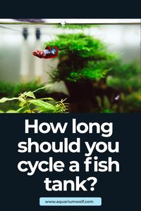 Normally, it takes 4 to 6 weeks for the growth of beneficial bacteria to complete the nitrogen cycle in a new aquarium. It is not unusual for seeded aquariums to fully cycle in half the time it would normally take, thus allowing you to stock more fish in the new tank sooner.