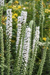 Liatris spicata 'Alba' - Lampenpoetser, knopige slangenwortel