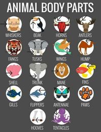 Animal body parts