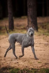 15 Interesting Facts About Thai Ridgebacks - PetPress