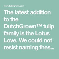 The latest addition to the DutchGrown™ tulip family is the Lotus Love. We could not resist naming these tulips after the graceful lotus flower once we noticed their resemblance.