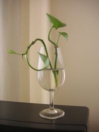 Propagating Pothos Plants - Rooting Pothos Cuttings