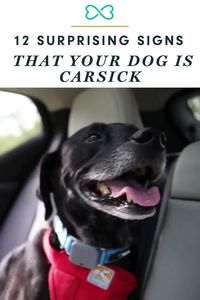 #sponsored I’m sure you're familiar with at least one sign of car sickness in dogs…vomiting! But other signs are not so obvious. My dog, Chilly, was always hesitant to get in the car, and once there he would just lay on the back seat and stare straight ahead. Learn about other subtle signs that your dog is carsick on the Pet Living blog.