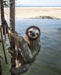 Well fancy seeing you here!  The sweetest smiling #sloth found hanging out at the beach via @wernerhorsepower! #costaricaexperts #costarica #sloths