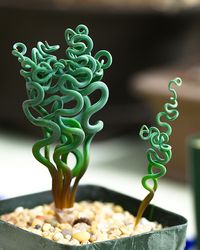 The Dr. Seuss succulent: Trachyandra Sp. I want this plant!!!!