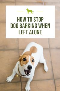 My dog is barking when I'm at work, what can I do to stop it?