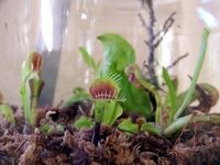 Carnivorous Plant Habitats - What Are Carnivorous Plants And How Are They Grown