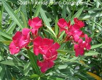 'Calypso Pink' flowers