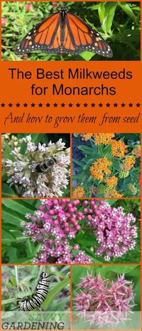 The Monarch Butterfly Host Plant: Milkweeds and How to Grow Them From Seed