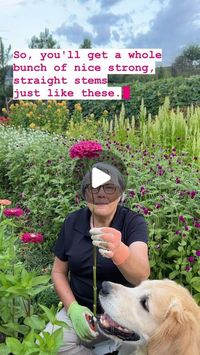 Gardener's Workshop Farm on Instagram: "Comment APP and I’ll DM the link to my phone APP garden shop where I go live Fridays at 12noon ET!

Sharing timely tips from my flower farm, what’s blooming, plus my favorite seeds, tools, and supplies! 

Not to mention I do a giveaway each week and we have weekly specials!

Where to make the cut on zinnias is one of the most FAQs!!!

#cuttinggarden #cuttingseason #cutflowers #cutflowerfarm #cutflower #gardenersworkshopfarm #zinnias #zinniasofinstagram"