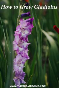 Grow stunning gladiolus flowers with our easy-to-follow guide. Learn all about planting, care, and tips for vibrant spikes of color in your garden! #gladioli #gladiolus #flowerbulbs #flowers #flowergarden